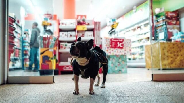 singapore-pet-shop-directory.jpg